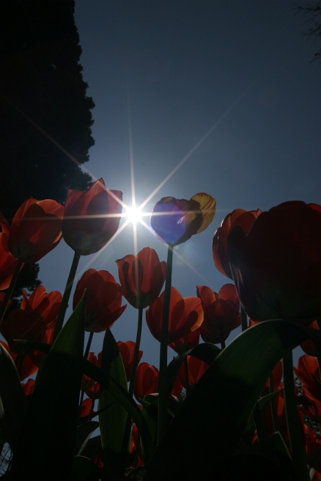 Tulipes a Morges 2007 - 012